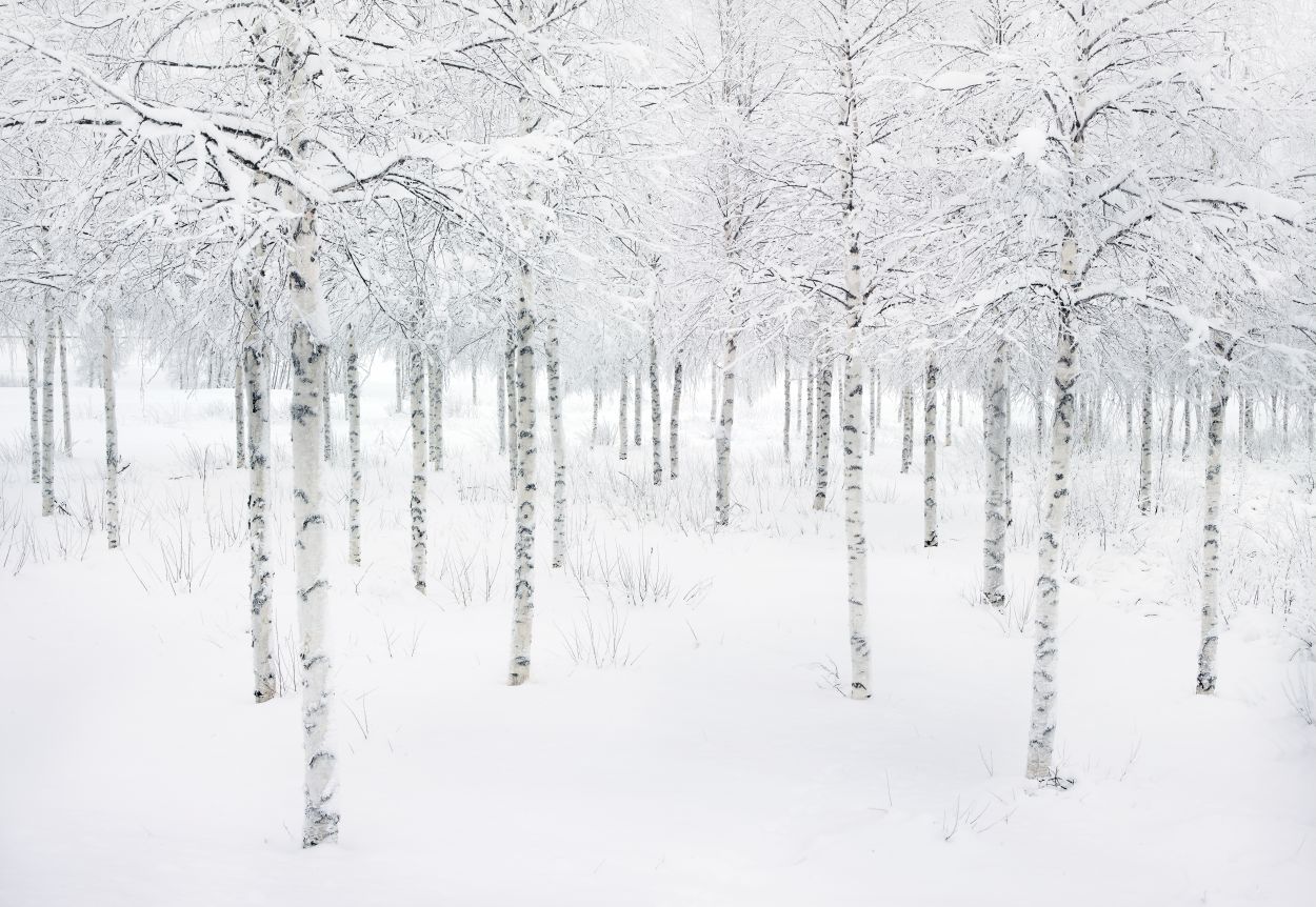 Birch Woodland, Arctic Sweden