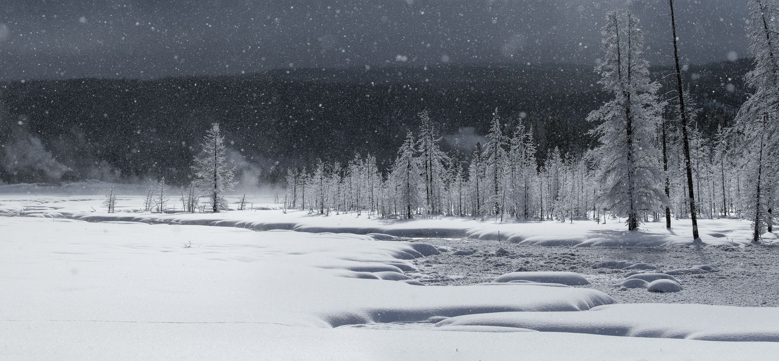 Snowstorm, Tangle Creek, Yellowstone National Park, Wyoming